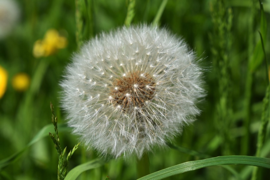 Dandelion seed head